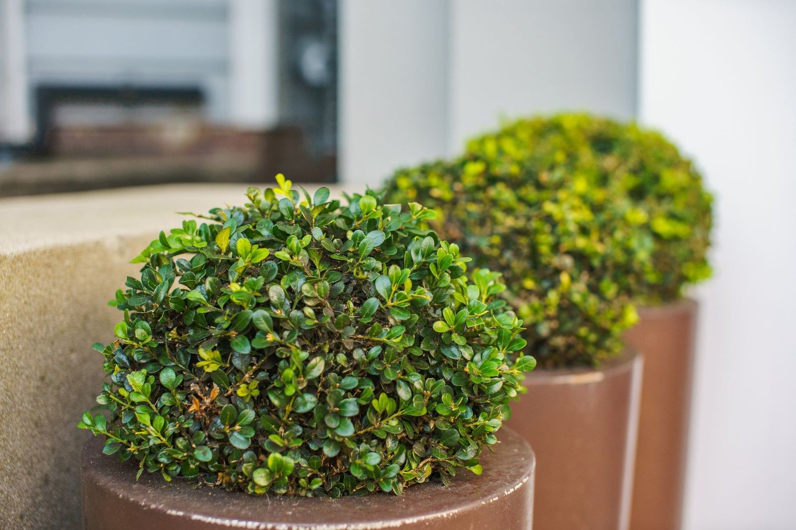 Clipped buxus structure in corten steel planters