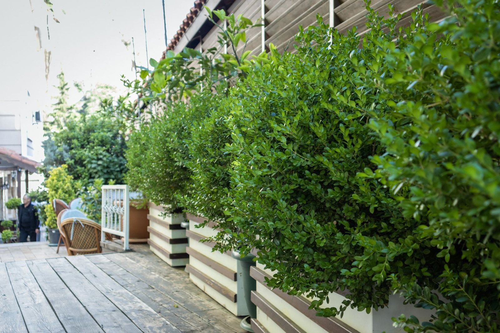 A layered hedge along a timber deck