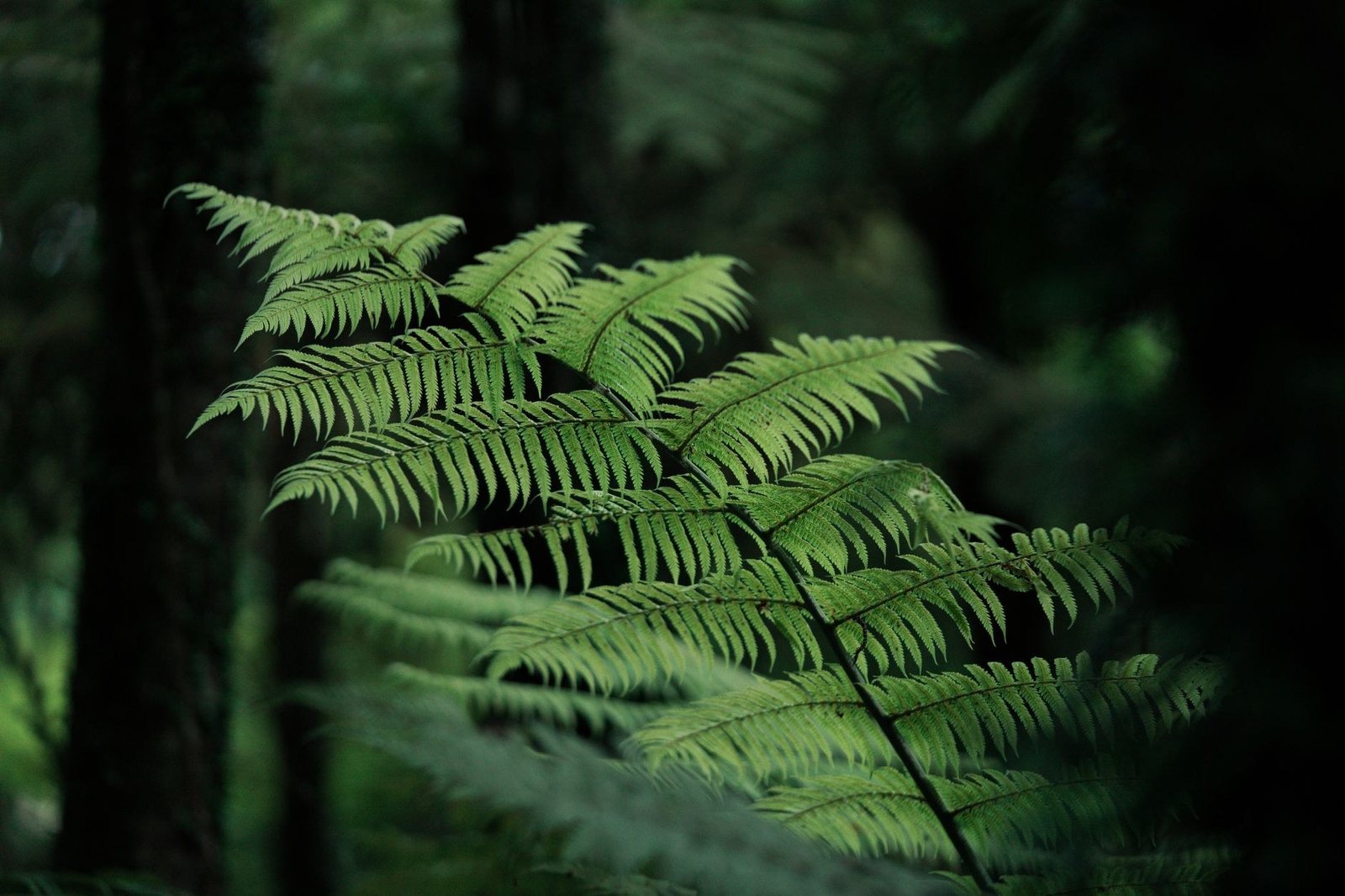 Silver fern fronds in native bush