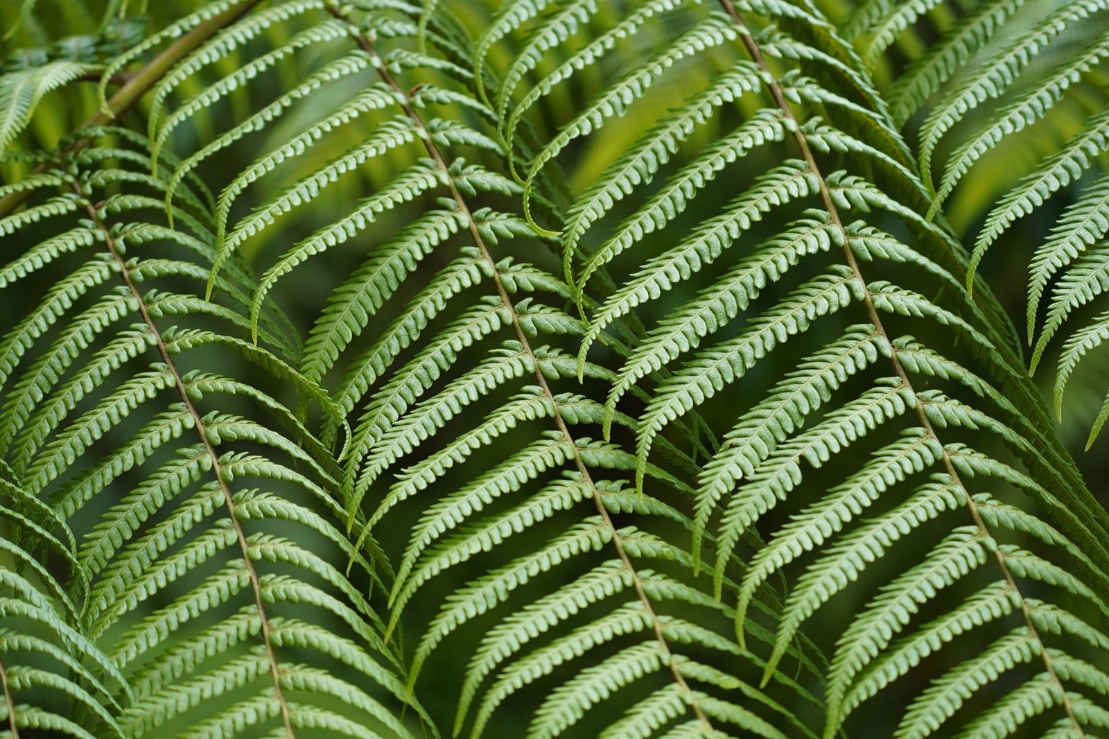A Season-by-Season Lawn Care Guide for New Zealand