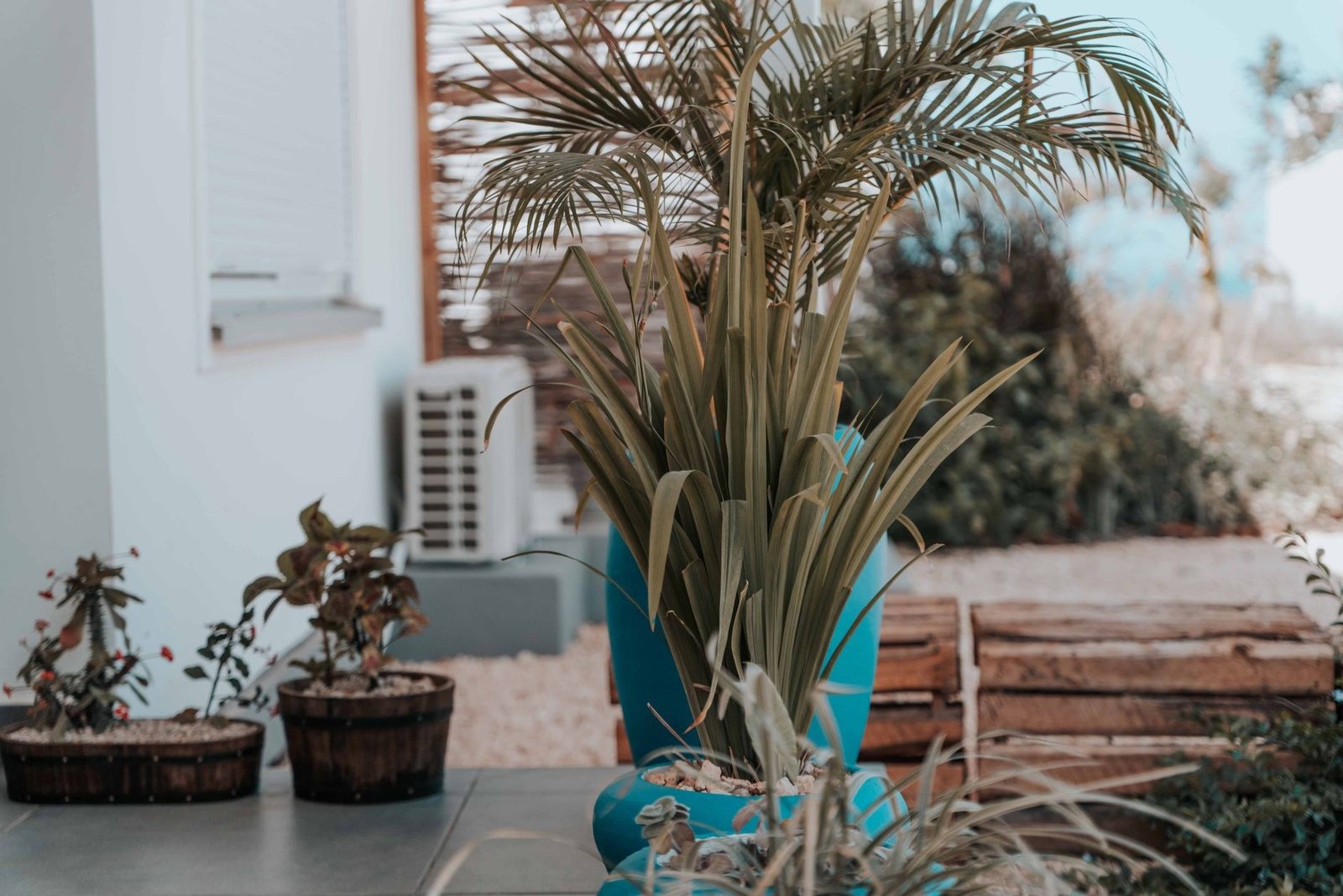 Potted flax and planting by a house