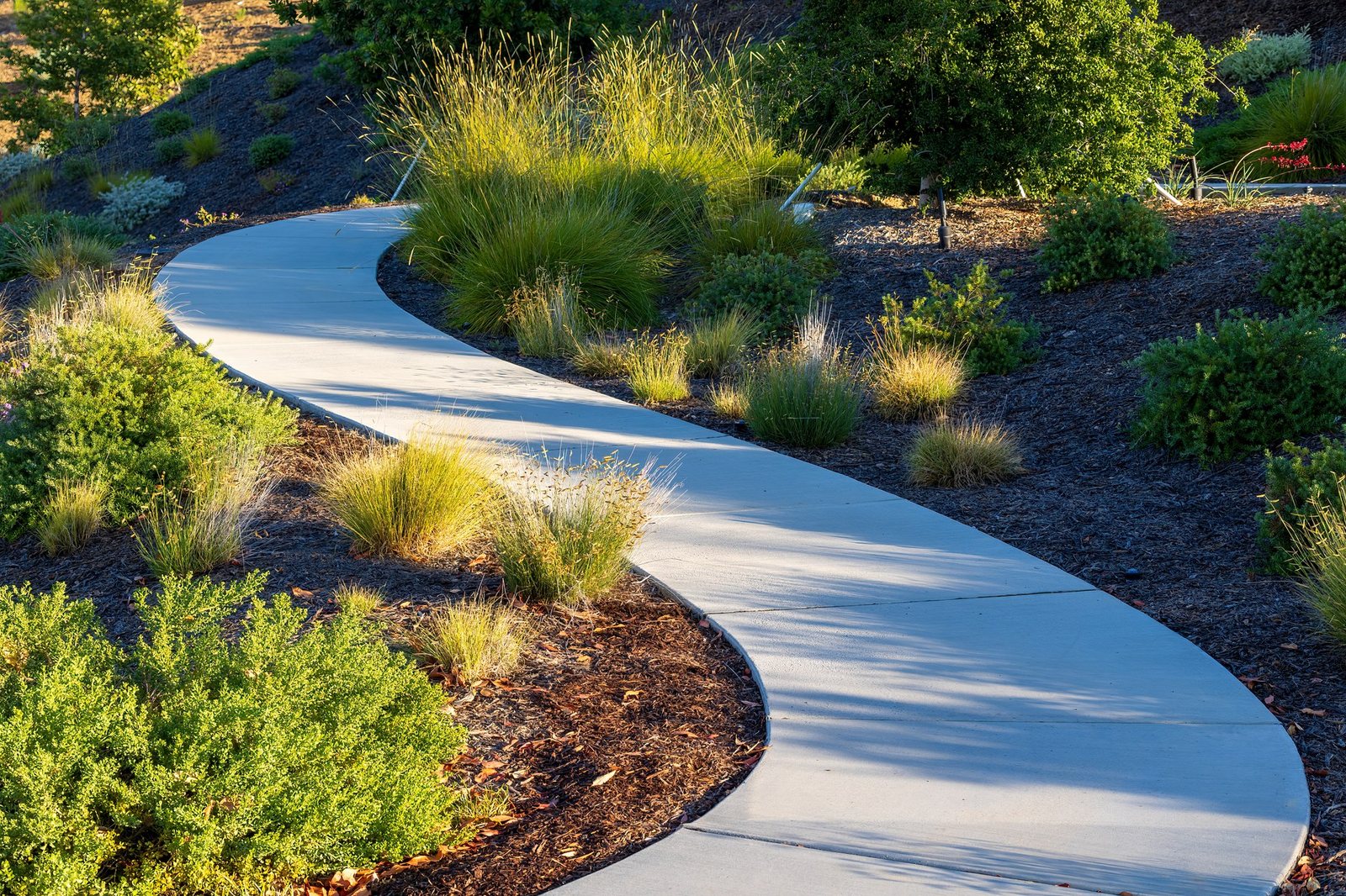 A curved path winding through a designed native garden