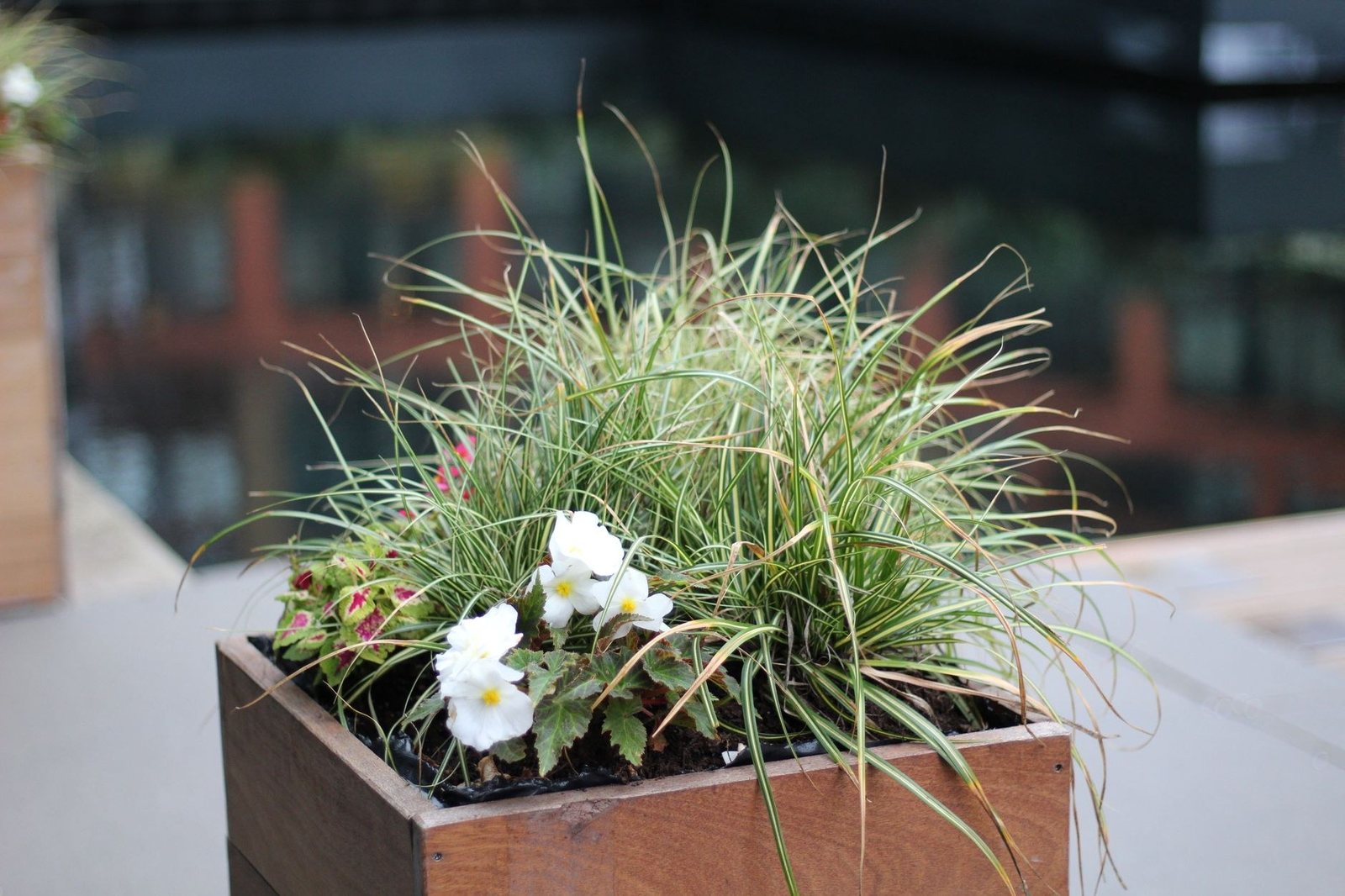 Grasses and structure in a steel planter