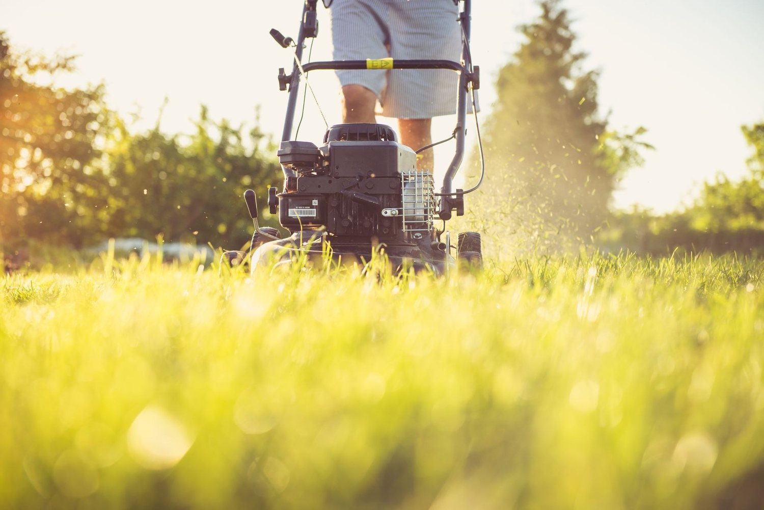How to Choose the Right Plants for Your Garden