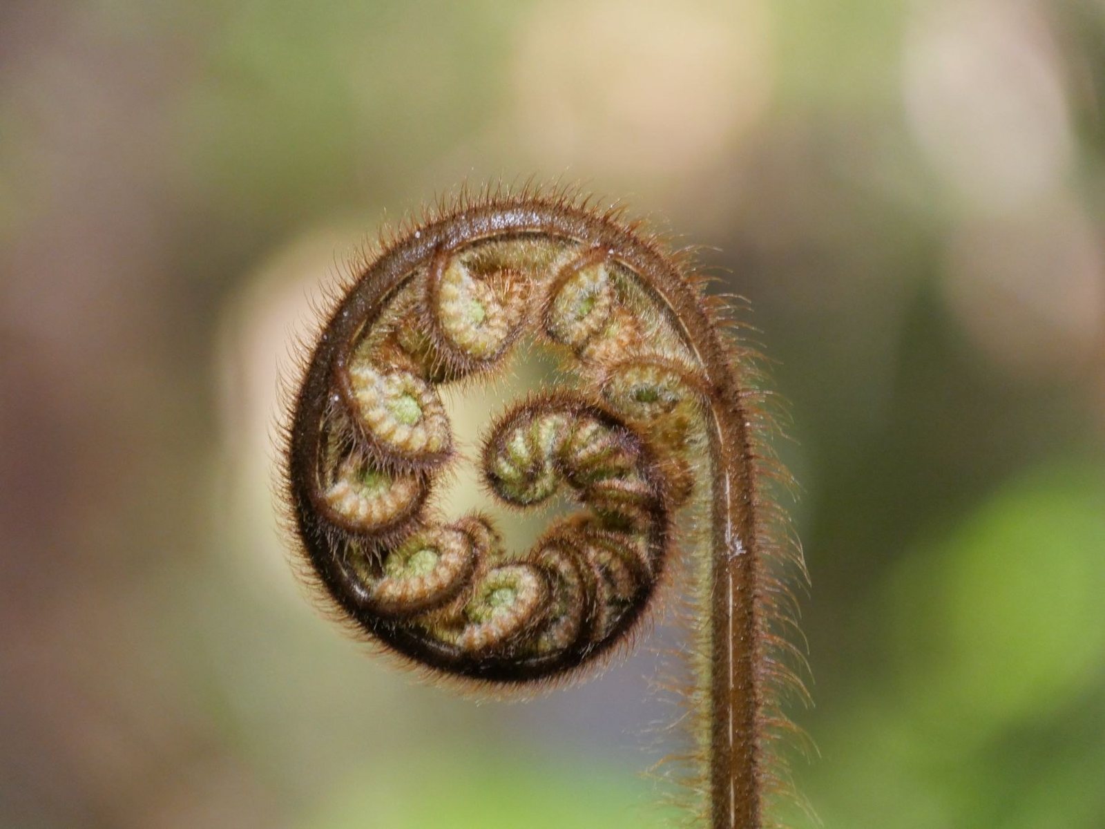 An unfurling silver fern koru
