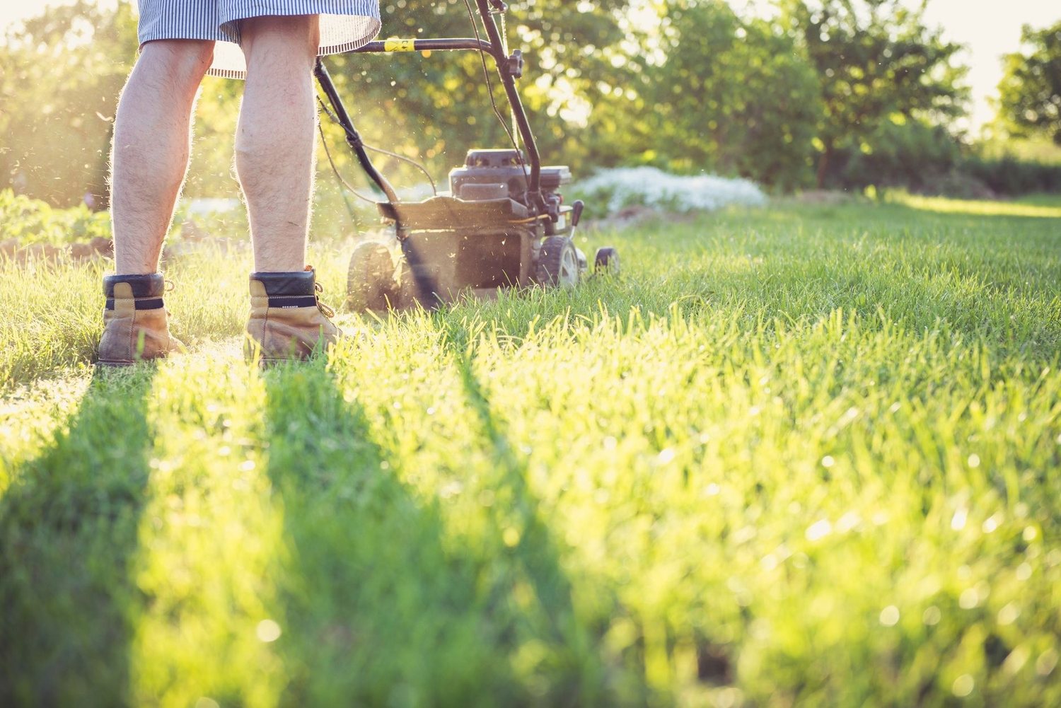 A Season-by-Season Lawn Care Guide for New Zealand
