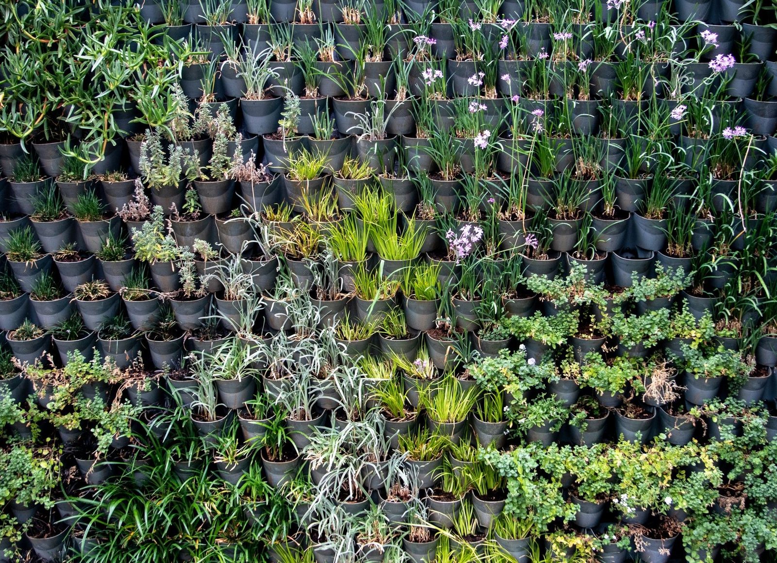 A vertical planted wall of textured foliage