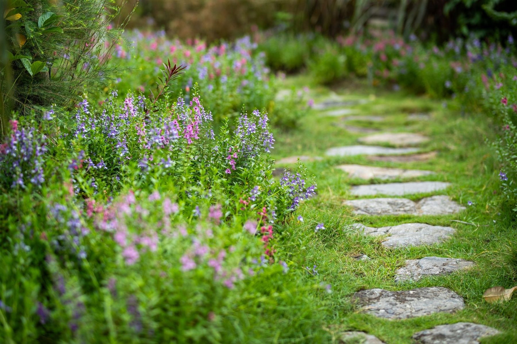Layered New Zealand garden planting