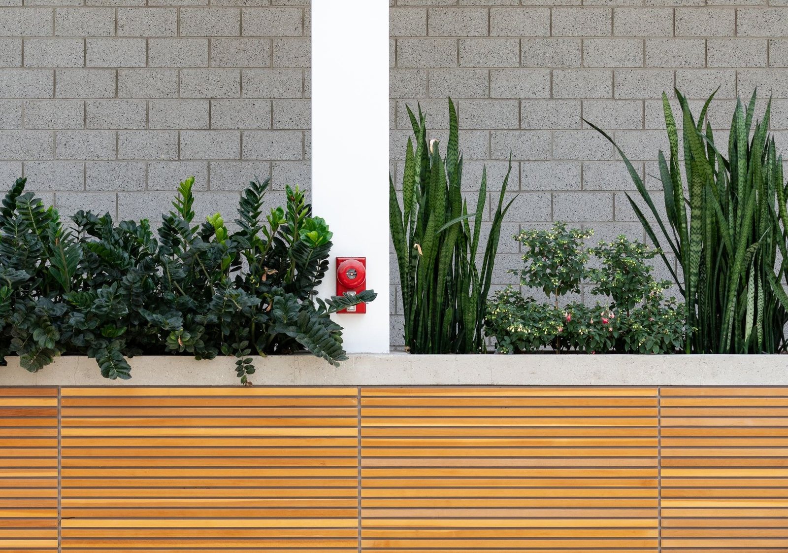 Grasses in planters against a slatted screen