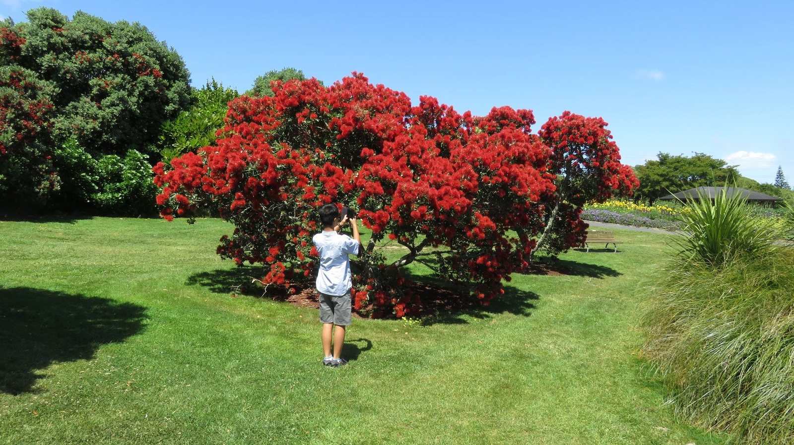 How to Choose the Right Plants for Your Garden