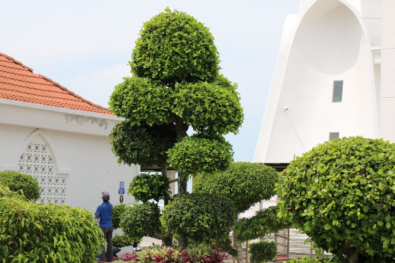 Clipped structural planting by a modern building